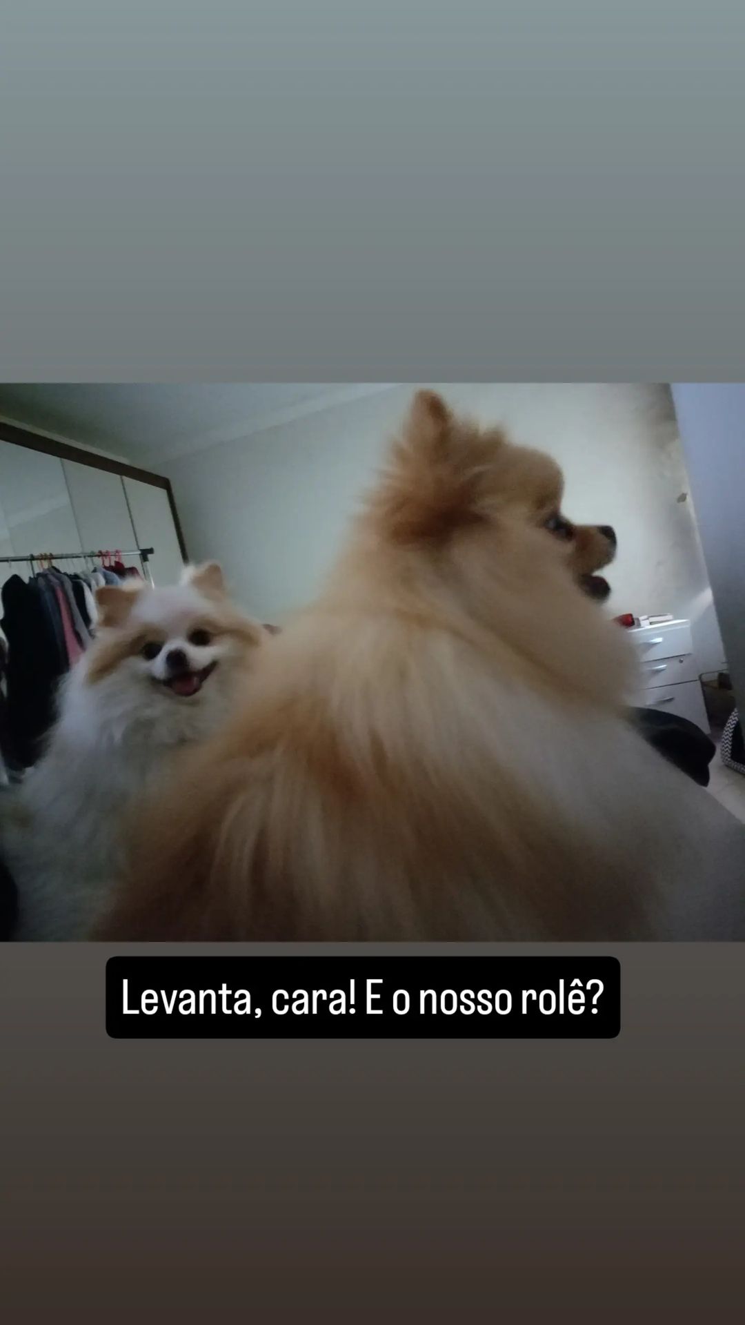 Duas spitz na minha cama. Uma branquinha e uma amarela.